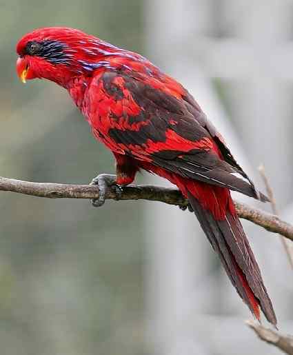 鹦鹉大全——蓝纹吸蜜鹦鹉 Blue-streaked Lory