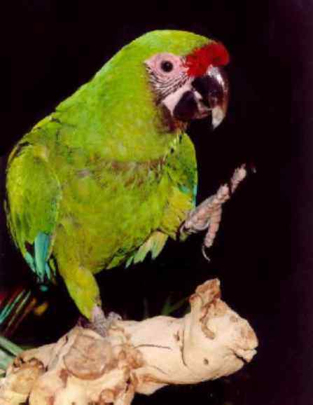 鹦鹉大全——玻利维亚绿军金刚鹦鹉