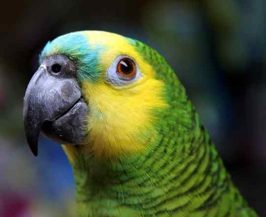鹦鹉大全——蓝顶亚马逊 Blue-fronted Amazon