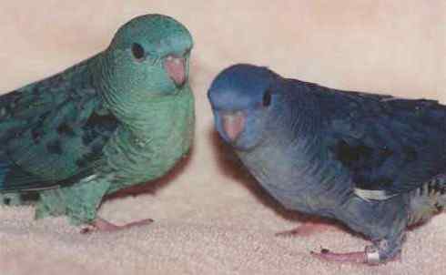 鹦鹉大全——横斑鹦鹉