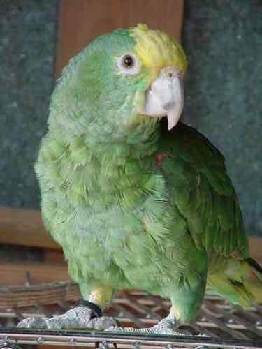 鹦鹉大全——宏都拉斯黄颈亚马逊