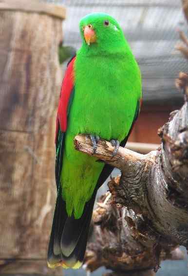 鹦鹉大全——红翅鹦鹉