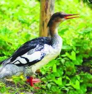 扬州的自然湿地和珍稀动植物