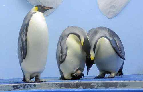 该不该把南极企鹅抓回国?