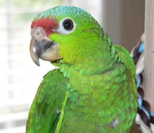鹦鹉大全——红额亚马逊 Red-lored Amazon
