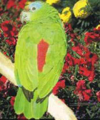 体型最大的亚马逊鹦鹉——斑点亚马逊鹦鹉 Mealy Amazon