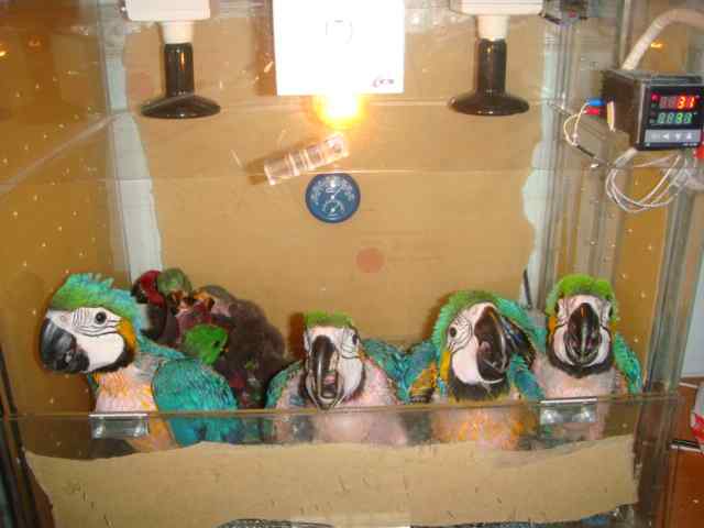 鹦鹉疾病——隔离