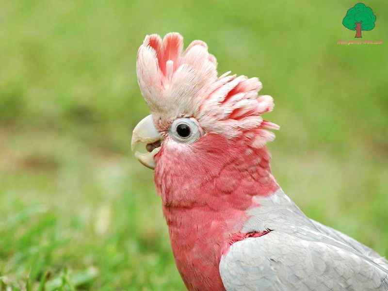 如何让你家的鹦鹉远离疾病