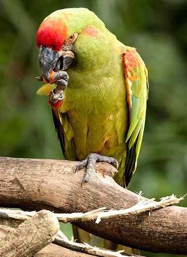 鹦鹉大全——红额金刚鹦鹉 Red-fronted Macaw