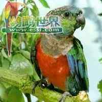 鹦鹉大全—— 珍珠锥尾鹦鹉