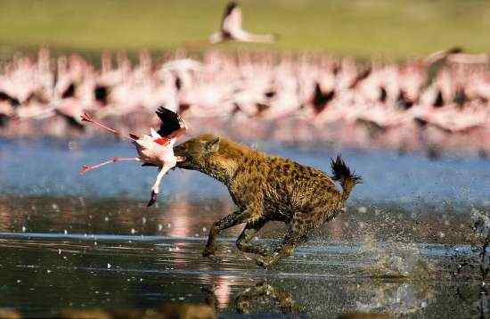 [组图]极度震撼的鬣狗捕食火烈鸟镜头