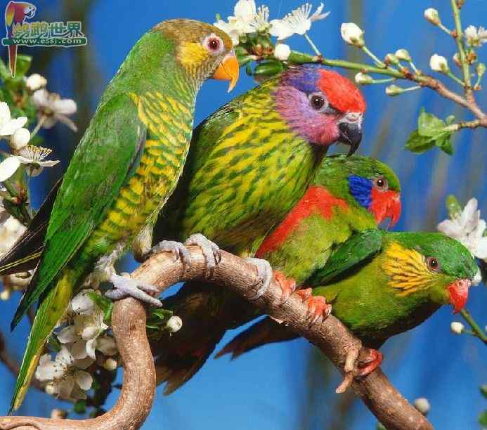 鹦鹉保育——胡萝卜椰菜煎饼（富含维生素A、c）