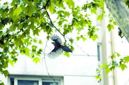 灰喜鹊情深护子