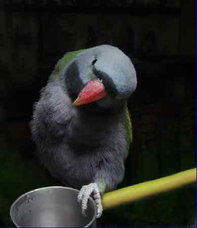 鹦鹉繁殖——家中的其他成员