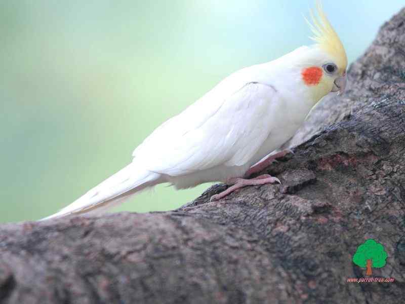 鸡尾鹦鹉的繁殖和饲养