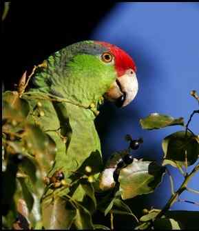 鹦鹉大全——紫冠亚马逊 Lilac-crowned Amazon