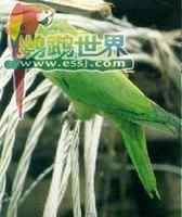 鹦鹉大全——红顶锥尾鹦鹉