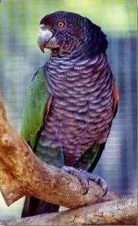 鹦鹉大全——帝王亚马逊