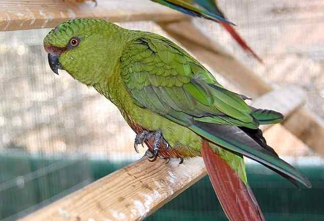 鹦鹉大全——南方锥尾鹦鹉