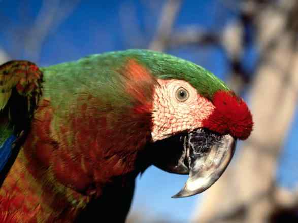 鹦鹉繁殖——幼鸟的喂育