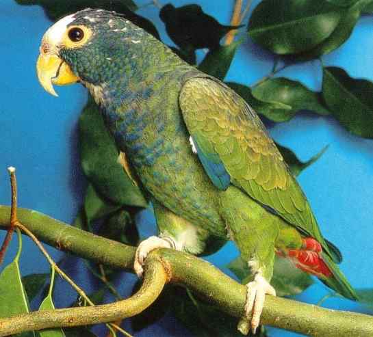 鹦鹉大全——白额鹦鹉
