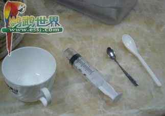 鹦鹉饲养——强制喂食的工具和方法