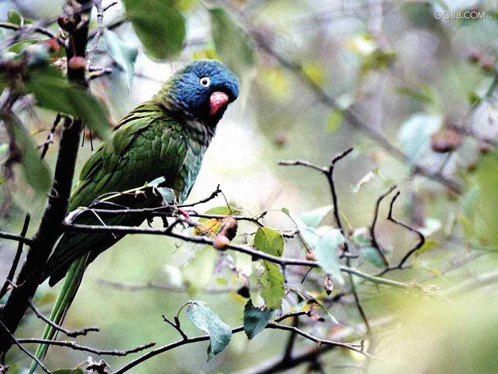 鹦鹉繁殖——空气过滤器