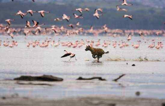 [组图]极度震撼的鬣狗捕食火烈鸟镜头