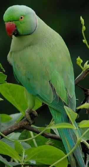 鹦鹉大全——回声鹦鹉