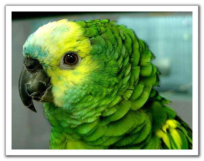 鹦鹉大全——巴拿马亚马逊鹦鹉