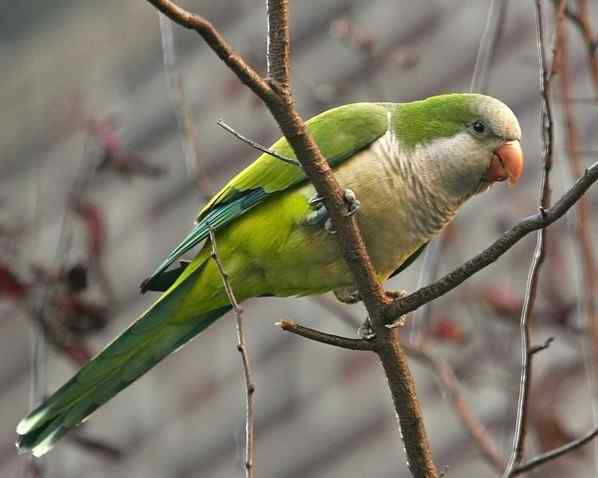 鹦鹉大全——和尚鹦鹉