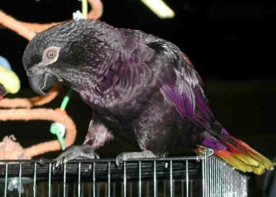 鹦鹉大全——黑色&酋长吸蜜鹦鹉