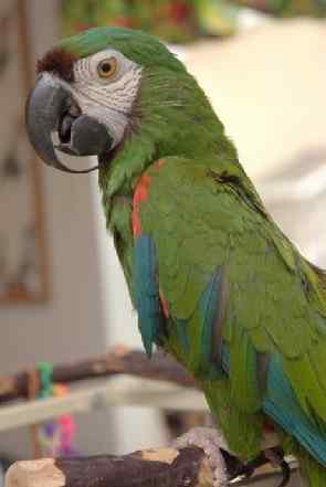 鹦鹉大全——粟额金刚鹦鹉 Severe Macaw
