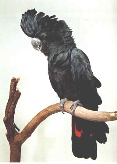 鹦鹉大全——红尾黑巴丹凤头鹦鹉 Red-tailed Black Cockatoo