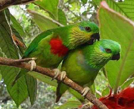 鹦鹉大全——卡克什恩无花果鹦鹉