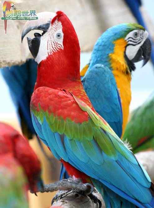 鹦鹉疾病——观赏鸟伪结核病的诊断与治疗