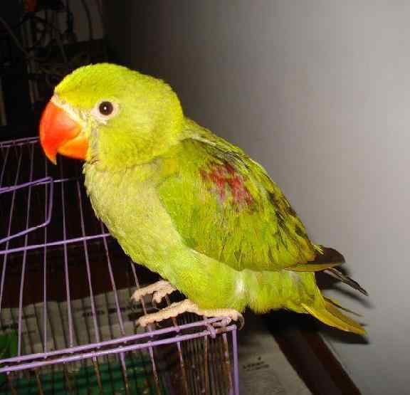 鹦鹉大全——老挝亚历山大鹦鹉