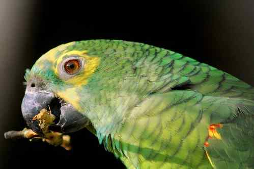 鹦鹉大全——橙翅亚马逊 Orange-winged Amazon