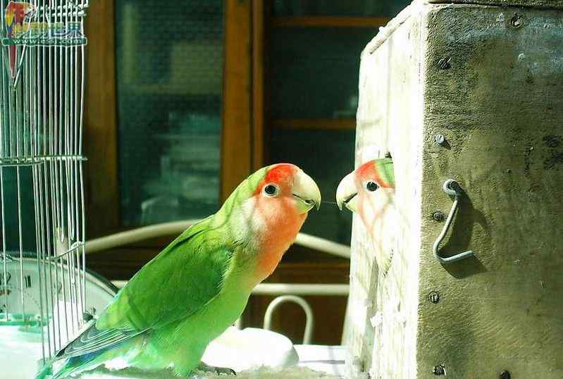 鹦鹉保育——苹果枣饼（维生素A、C）