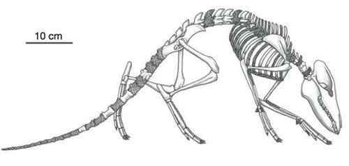 生物进化史上12大代表物种