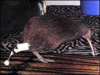 十例接受义肢的鸟类及动物