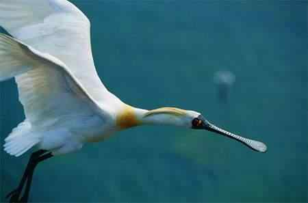 黑脸琵鹭迁徙之路