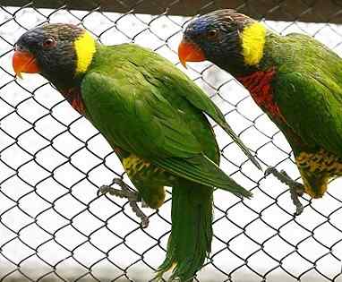 鹦鹉疾病——传染病——呼吸道感染