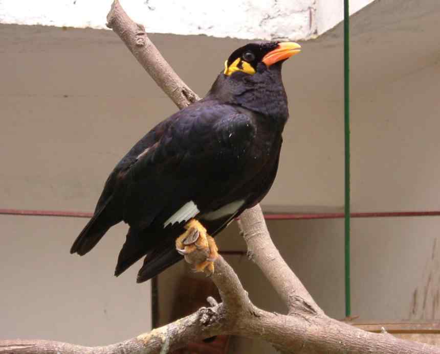 鹦鹉保育——自己根据鸟儿的喜好制作的营养食物