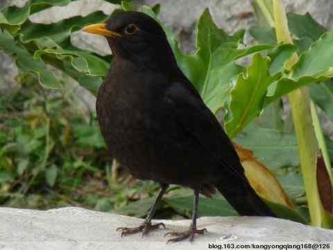 《观赏黑鹂鸟的十三种方式》的各种版本