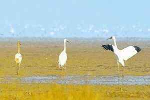 渤海湾水鸟迁徙路线查清 每年30万水鸟途经天津