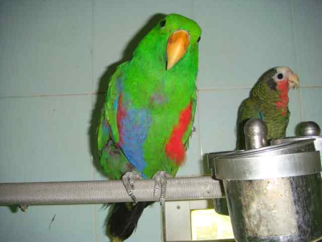 鹦鹉保育——维生素——吃的胜利法宝3 鹦鹉保育——维生素——吃的胜利法宝3