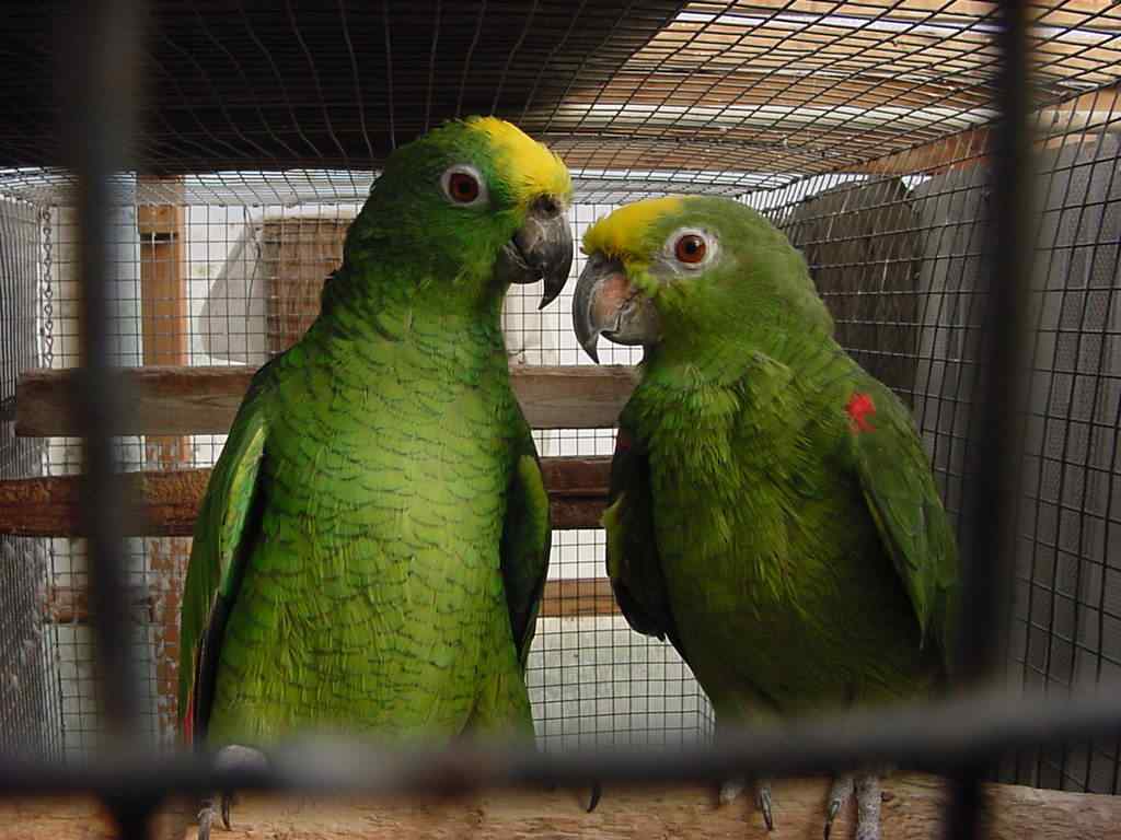 鹦鹉大全——黄冠亚马逊 Yellow-crowned Amazon