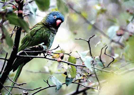 鹦鹉饲养——生产性能
