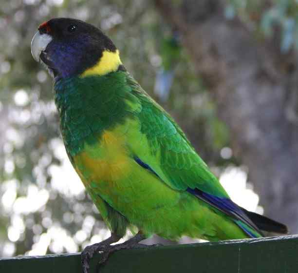 鹦鹉大全——林肯港鹦鹉 Port Lincoln Parrot